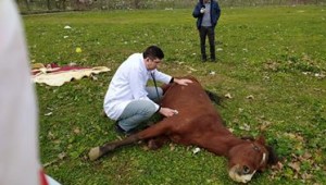 Ölüme terk edilen at hayata tutundu