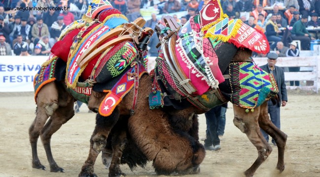 PEHLİVAN DEVELER ALTIN ARTEMİS İÇİN GÜREŞECEK