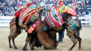PEHLİVAN DEVELER ALTIN ARTEMİS İÇİN GÜREŞECEK