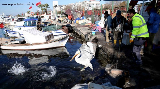  Pelikan Şakir sağlığına kavuştu, evine döndü 