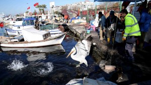  Pelikan Şakir sağlığına kavuştu, evine döndü 