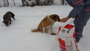 SOKAK HAYVANLARI UNUTULMUYOR