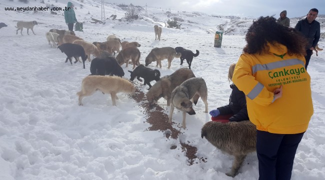 SOKAKTAKİ CANLILARA MAMA DESTEĞİ