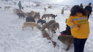 SOKAKTAKİ CANLILARA MAMA DESTEĞİ