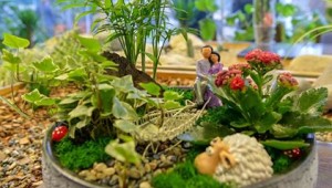 ANKARA'DA YERLİ BİTKİ ÜRETİCİLERİ KAZANACAK