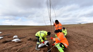 BAŞKENT'TE MEYVE FİDELERİ TOPRAKLA BULUŞUYOR