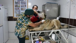 Boynu Kesilen Köpeğe Çankırı Belediyesi Sahip Çıktı