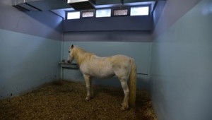   BÜYÜKŞEHİR'DEN BİNİCİLİK SPORUNA TAM DESTEK  