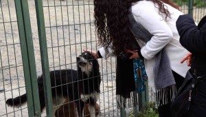 Çocuklardan küçük dostlar için anlamlı etkinlik