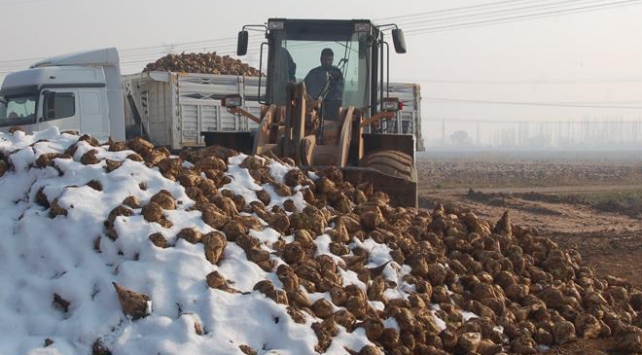Deprem bölgesindeki pancar üreticisine erken ödeme