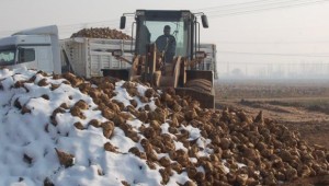 Deprem bölgesindeki pancar üreticisine erken ödeme