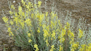 ENDEMİK BİTKİLER BÜYÜKŞEHİR KORUMASINDA