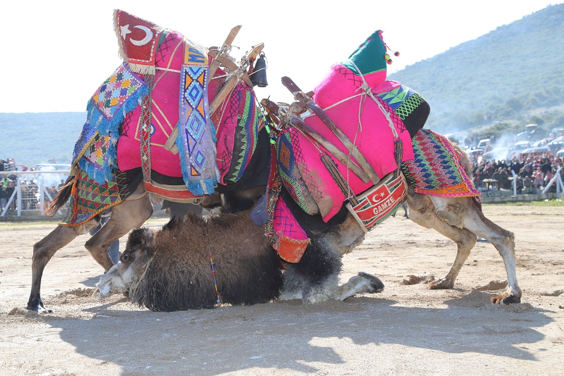 Menderes Deve Güreşleri Binleri Buluşturdu