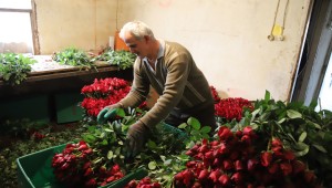 Sevgililerin Gülleri Menderes'ten