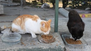 Gaziemir Belediyesi'nden can dostlar için örnek uygulama
