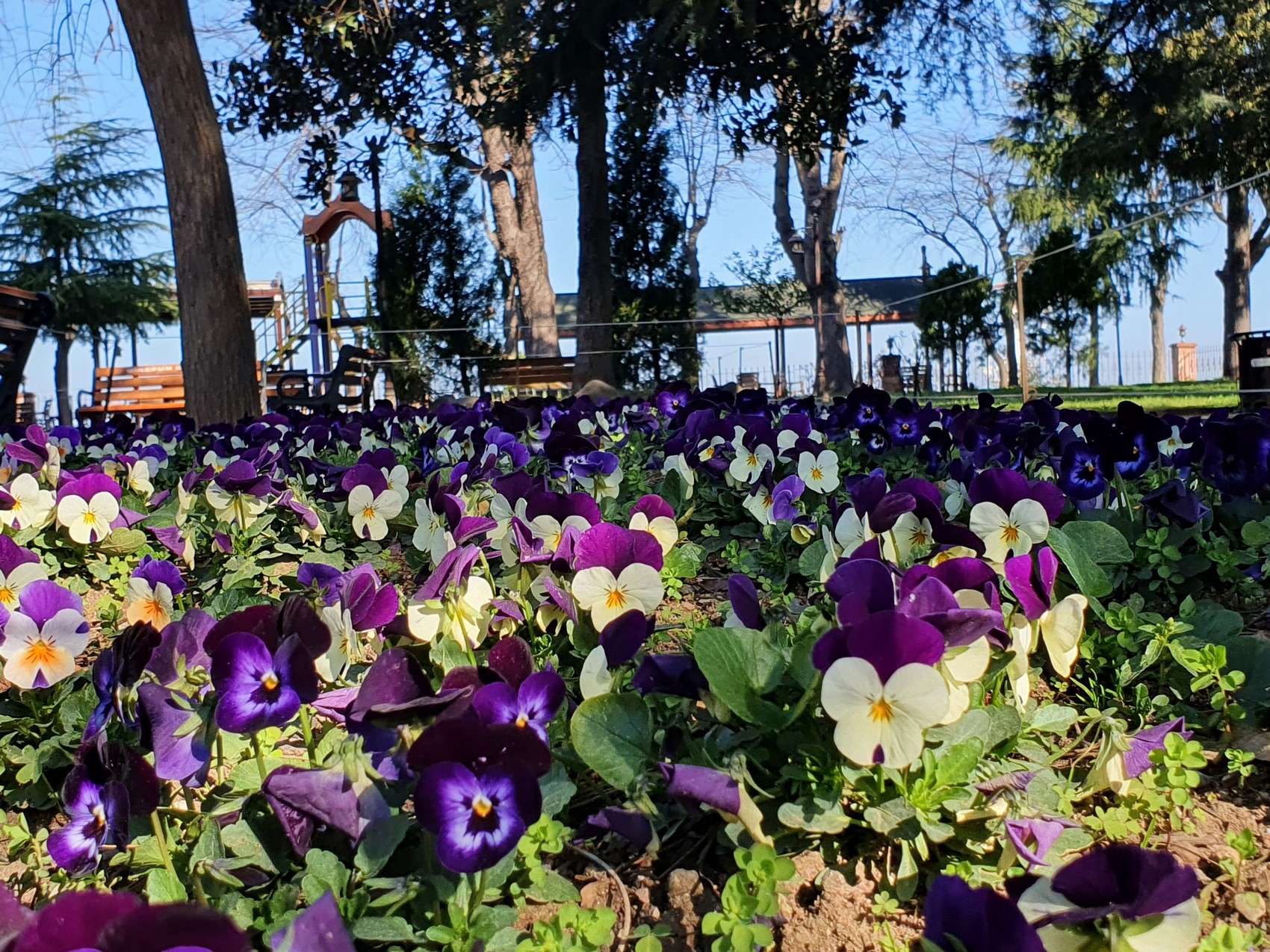 GİRESUN ÇİÇEK BAHÇESİNE DÖNÜŞECEK