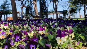 GİRESUN ÇİÇEK BAHÇESİNE DÖNÜŞECEK