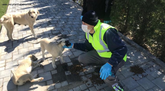 İzmir sokakta yaşayan hayvanları unutmadı