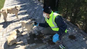 İzmir sokakta yaşayan hayvanları unutmadı