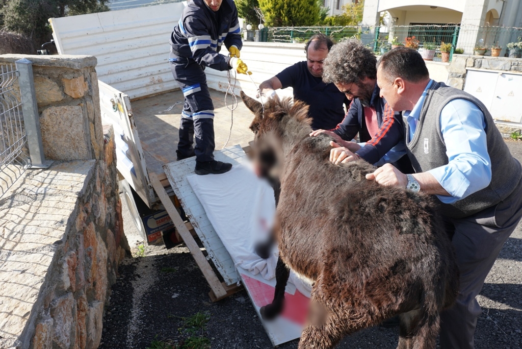 PETBULANCE EKİBİ YARALI EŞEĞE MÜDAHALE ETTİ