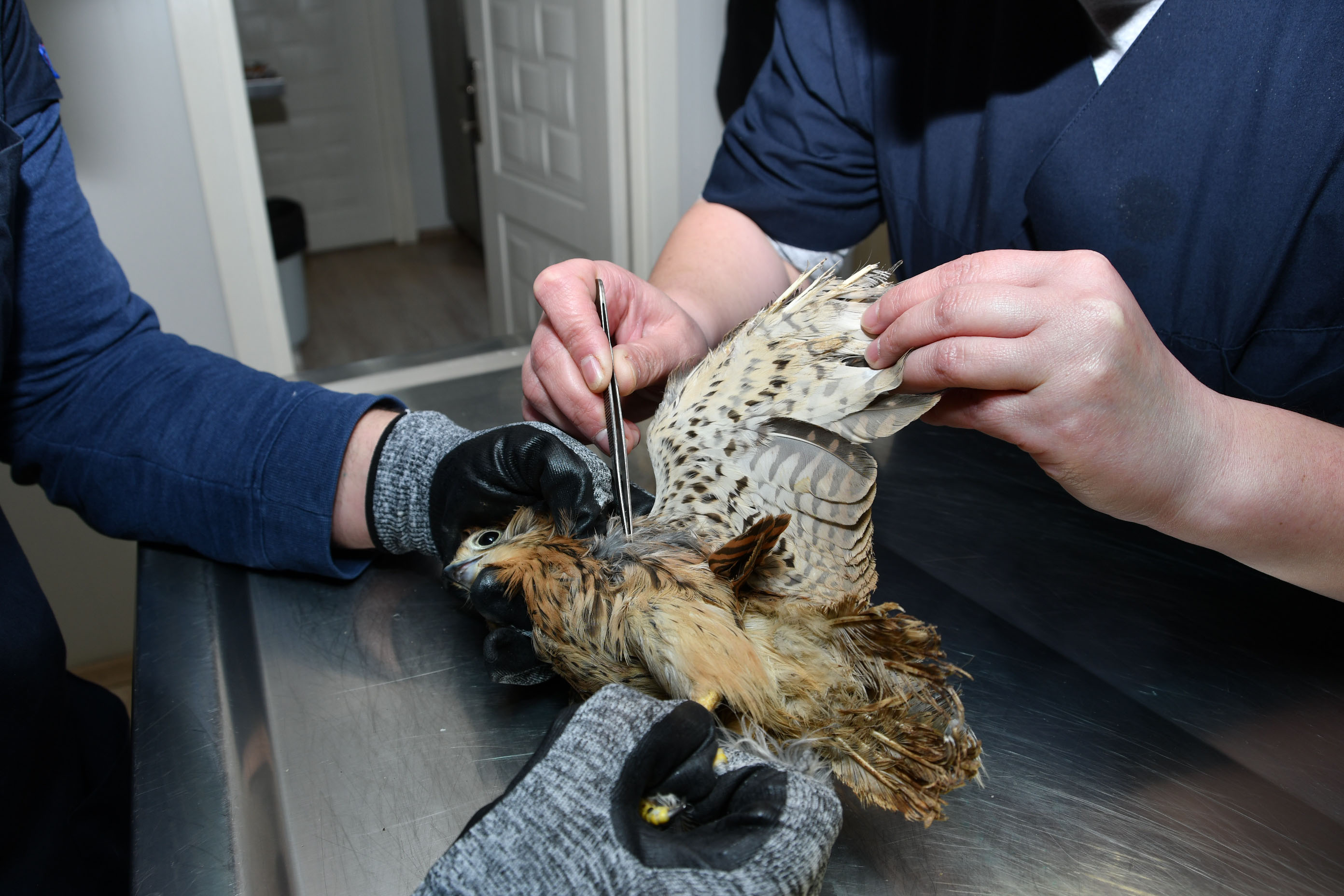 Yaralı atmaca Narlıderede tedavi edildi