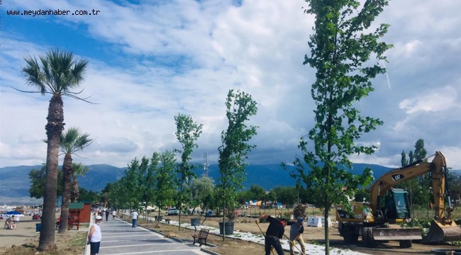 80 çınar, 30 palmiye toprakla buluştu