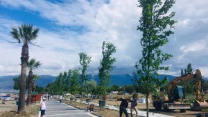 80 çınar, 30 palmiye toprakla buluştu