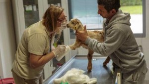 Annesiz kalan oğlakları Büyükşehir kurtardı