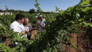 Başkan Kılıç'tan üzüm hamlesi 