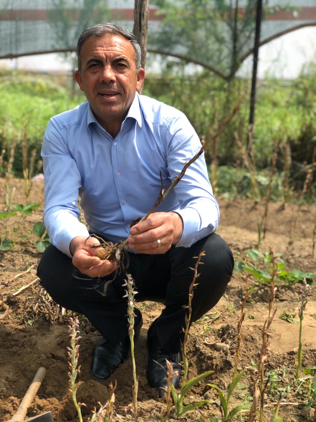 Beydağ'da Salep Hasadı