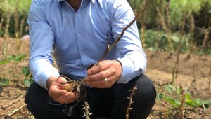 Beydağ'da Salep Hasadı