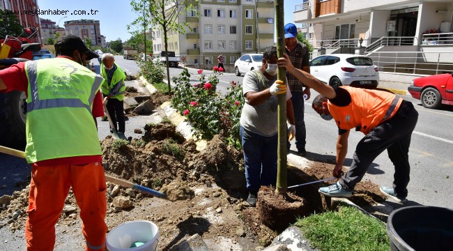 BEYLİKDÜZÜ'NDE VATANDAŞIN SEÇTİĞİ AĞAÇLAR DİKİLMEYE DEVAM EDİYOR