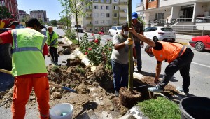 BEYLİKDÜZÜ'NDE VATANDAŞIN SEÇTİĞİ AĞAÇLAR DİKİLMEYE DEVAM EDİYOR