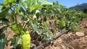 Buca'nın tarlalarından bereket fışkırıyor: 54 ton hasat bekleniyor 