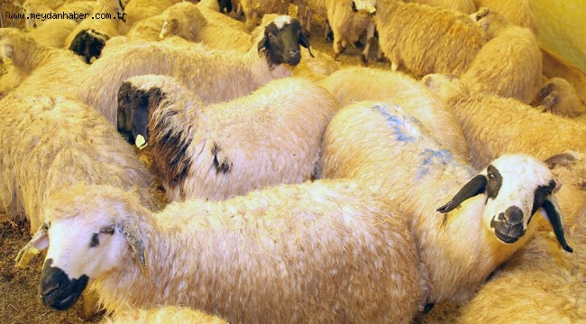 ÇANKAYA'DA KURBAN SATIŞ YERİ BAŞVURULARI BAŞLIYOR 