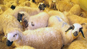 ÇANKAYA'DA KURBAN SATIŞ YERİ BAŞVURULARI BAŞLIYOR 