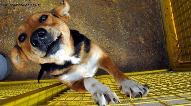 Çin, köpek eti festivalinden vazgeçmiyor