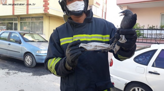 Doğaya Gelişigüzel Atılan Maske Bir Canın Sonu Oluyordu!