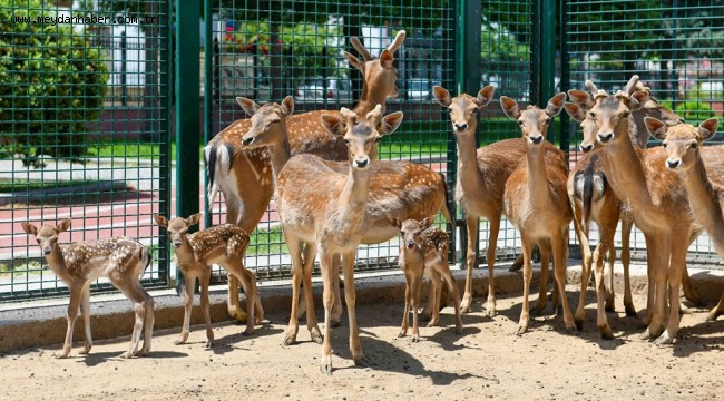 DÜNYANIN EN GÜZEL YAVRULARI BAŞKENT'TE DÜNYAYA GÖZLERİNİ AÇTI