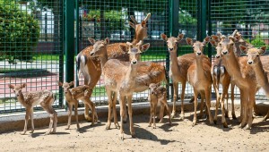 DÜNYANIN EN GÜZEL YAVRULARI BAŞKENT'TE DÜNYAYA GÖZLERİNİ AÇTI