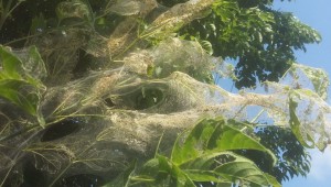 DÜZCE BELEDİYESİ AMERİKAN KELEBEĞİNE KARŞI MÜCADELEYİ BAŞLATTI