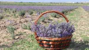 Ergene Belediyesi Lavanta Bahçesinden İlk Hasat Toplantı