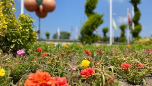 HBB ŞEHRİ RENGÂRENK ÇİÇEKLERLE DONATIYOR