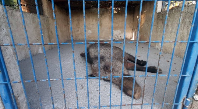 KAPANA YAKALANAN DOMUZ EKİPLER TARAFINDAN KURTARILDI