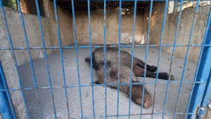 KAPANA YAKALANAN DOMUZ EKİPLER TARAFINDAN KURTARILDI