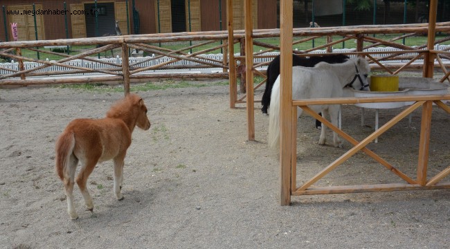 KEÇİÖREN'İN YENİ MASKOTLARI: MİDİLLİ, MAYMUN VE VALABİ