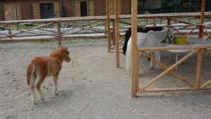 KEÇİÖREN'İN YENİ MASKOTLARI: MİDİLLİ, MAYMUN VE VALABİ