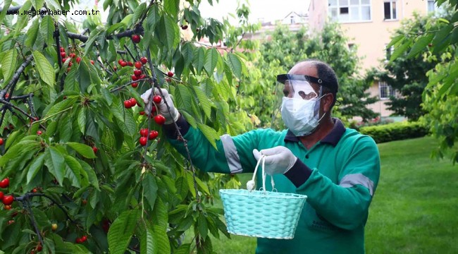 Kiraz hasadı bu yıl sağlık çalışanları için 