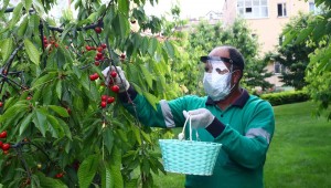 Kiraz hasadı bu yıl sağlık çalışanları için 