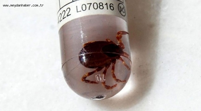 Kırım Kongo Kanamalı Ateşi (KKKA) nedir? Kırım Kongo Kanamalı Ateşi nasıl bulaşır?